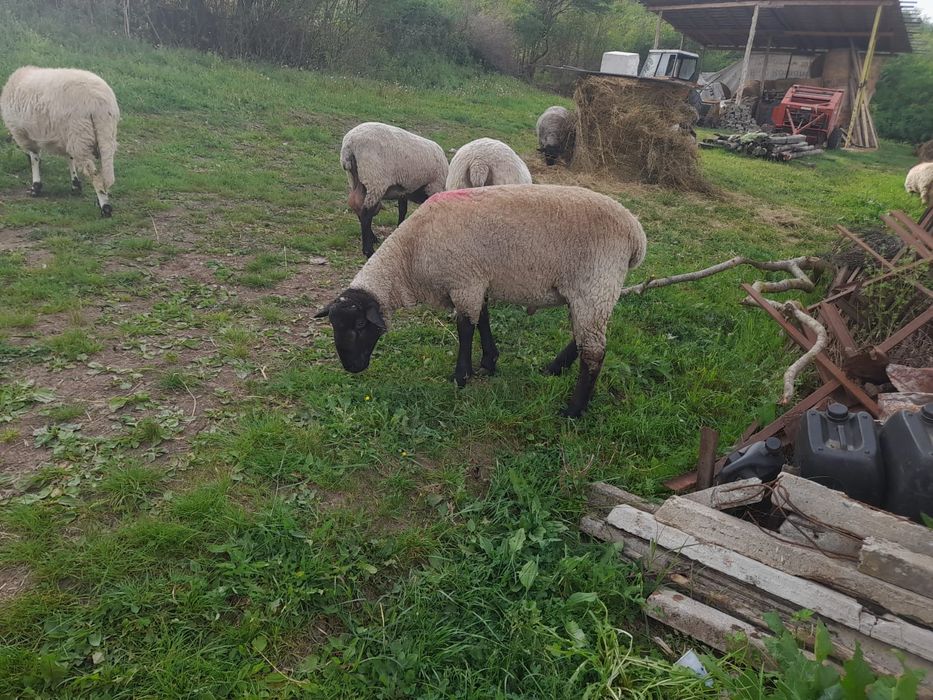 Miele  sulfoc    de vânzaee