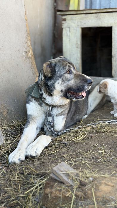 Крепкие щенки алабая, девочки, привиты.