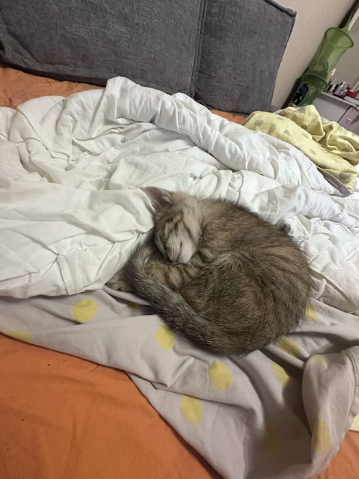 Рыжий котенок  ‘