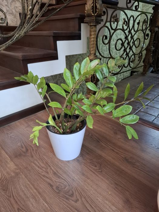 Замиокулькасы.  Продаётся