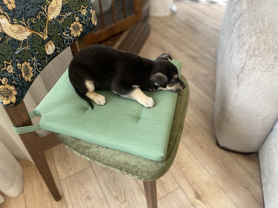 Щенки девочки помесь