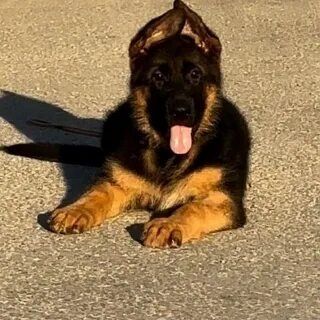 Питомник  немецких  овчарок РР.