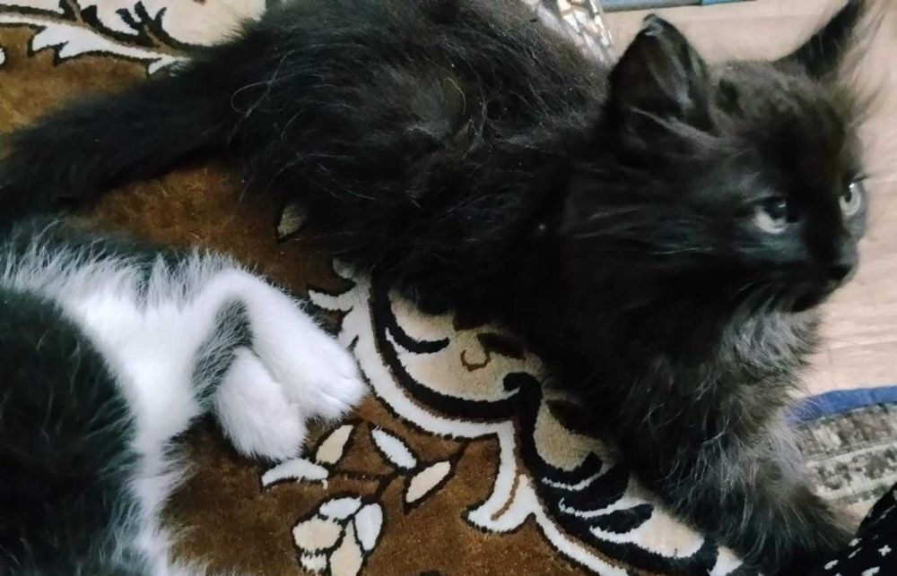 Отдам котенка в хорошие руки!! Котенок - мальчик! Очень активный