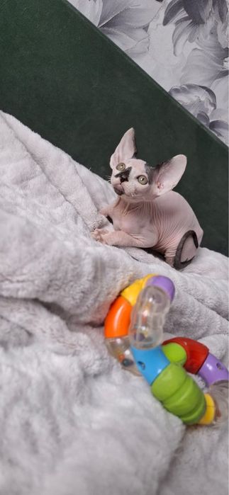 Котик донского сфинкса