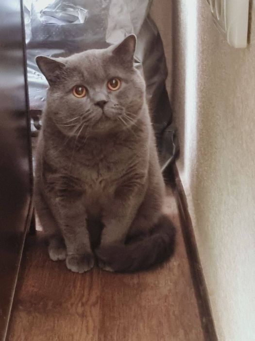 Жуда ак,или мушук