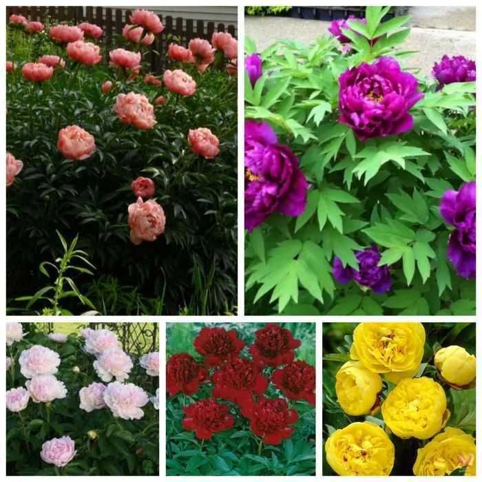 Rizomi (Bulbi) de Bujori giganti Eden's Perfume pt plantat f parfumați, fluorescenta bogata  nuante Roz, Alb, Rosu, Portocaliu  Galben, Mov Roz cu alb