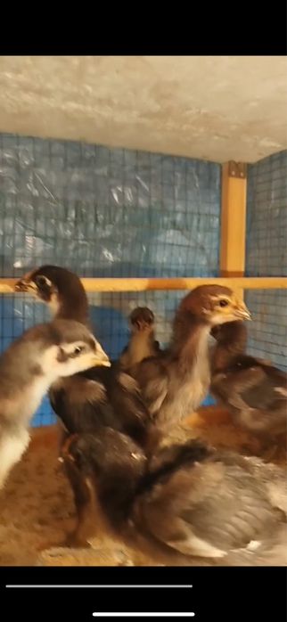 Кора шахзода жужалари