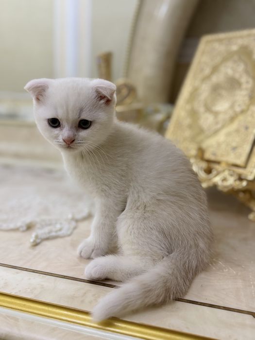 Toza qon mushuk bolalari sotiladi