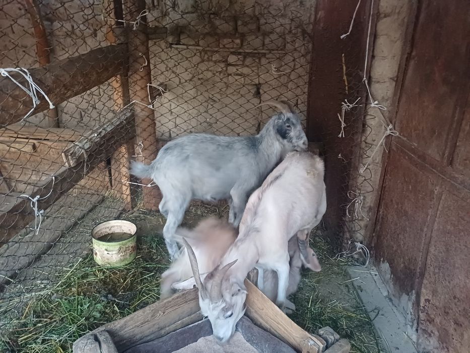 З бас ешкі сатылады