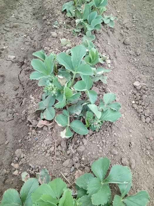 Продам рассаду КЛУБНИКА