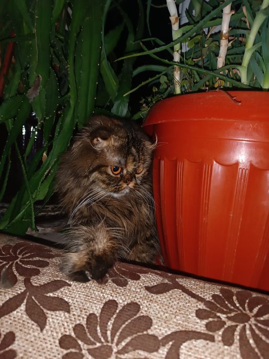 Вязка.  Персидская веслоухая девочка