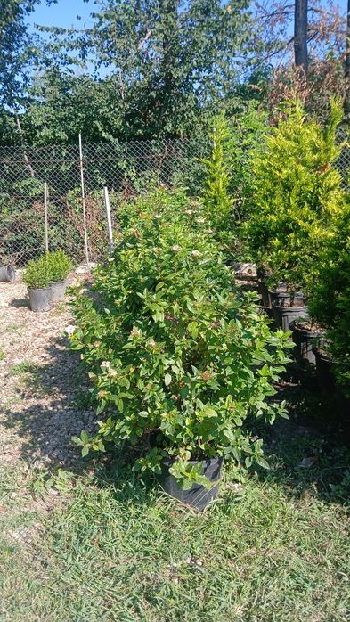 Photinia gard viu viburum oferta 150