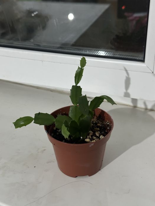 Продам комнатные цветы /срочно