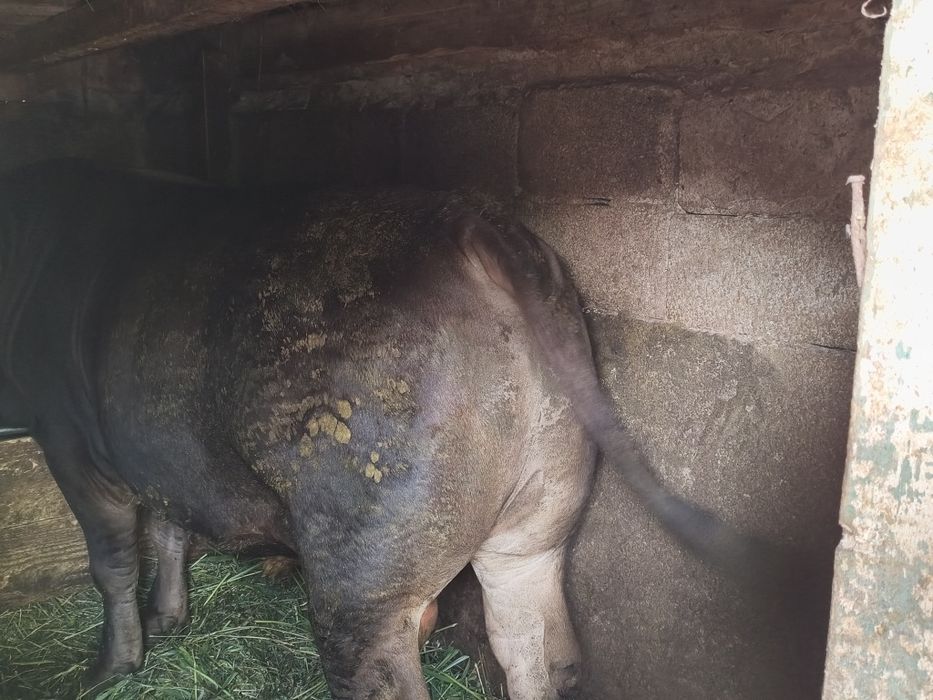 Taur de vânzare 800kg