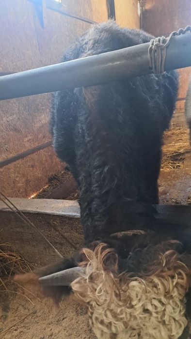 Se vinde junica cu vitel taur si un vitel de 8 luni