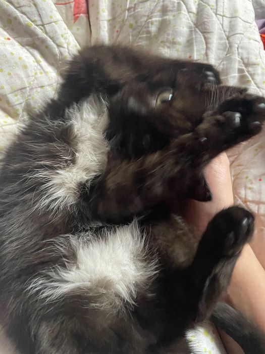 Отдам в добрые руки