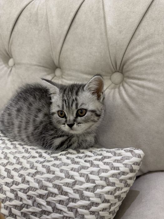 Продам котенка шотланский