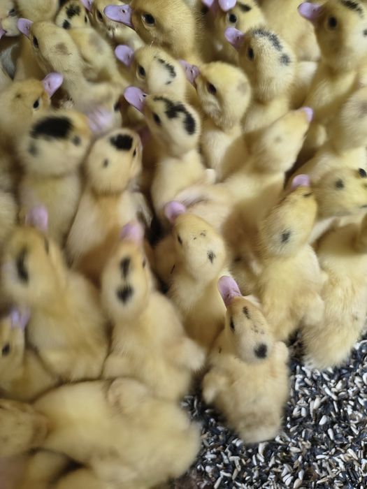 Boboci de rata pentru carne Mulard și Pekin