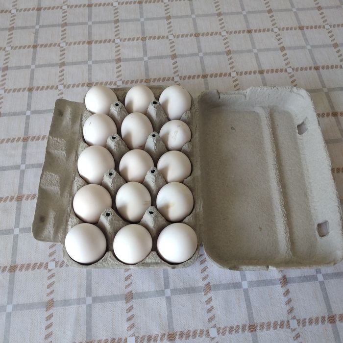 Vînd ouă, pentru incubat, rasa de găini Leghorn și un cocoș tot Leghor
