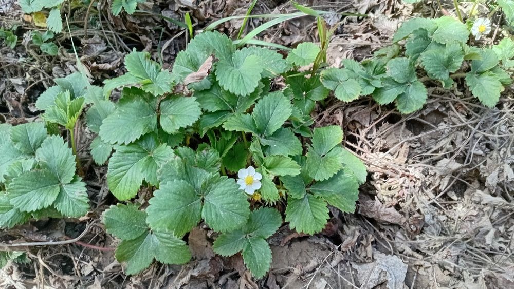 Рассада Клубники