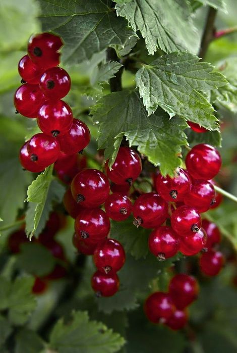 Nuc.Castan.Alun.Paulownia.Trandafir dulceata.Corn.Soc.Prun.Afin.Coacaz