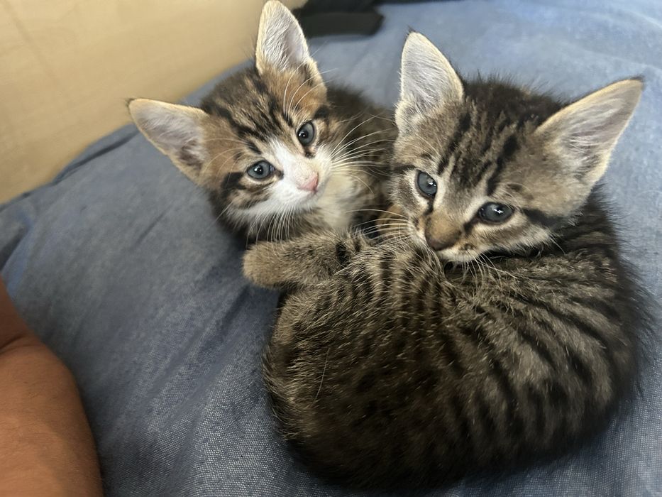 Бебета котета