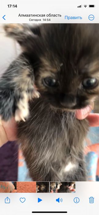 Продам очаровательных, милых котят