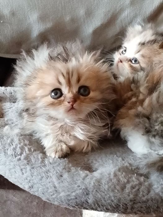 Пподаются котята хайлент страйт и хвйлент фолд