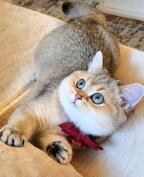 British Shorthair Golden cu pedigree