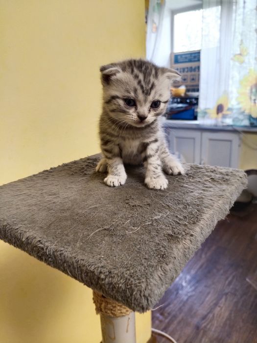 Котята на продажу