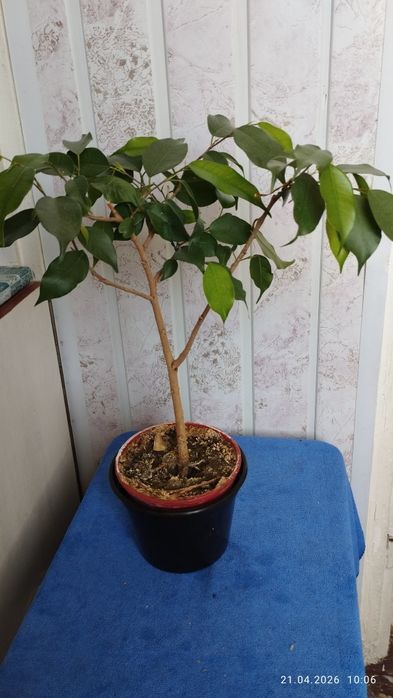 Комнатный Фикус Бенджамина .