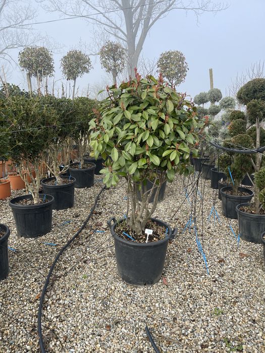 Plante ornamentale Diferite forme