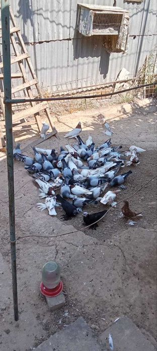 голубь породы: капкан-чини, сочи, уды, Тасман.Продаются.