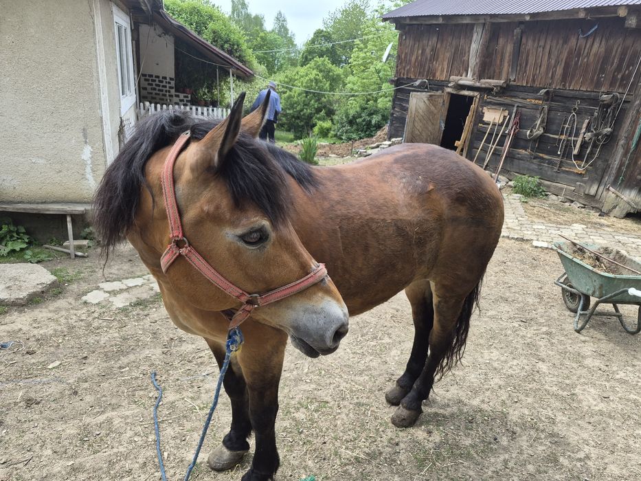 Vând iapa. Varsta 13 ani, nu musca, nu improasca foarte blândă.