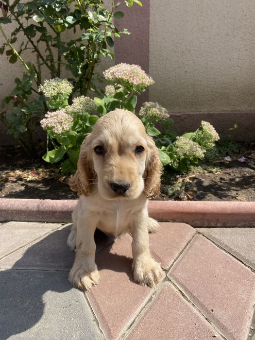 Cocker Spaniel mascul 2 luni