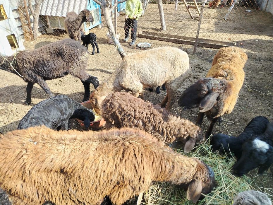 Қозылы қойлар сатылады