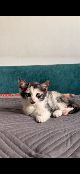 Отдам котят в добрые руки (2 мес.)