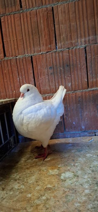 Porumbei king de vanzare