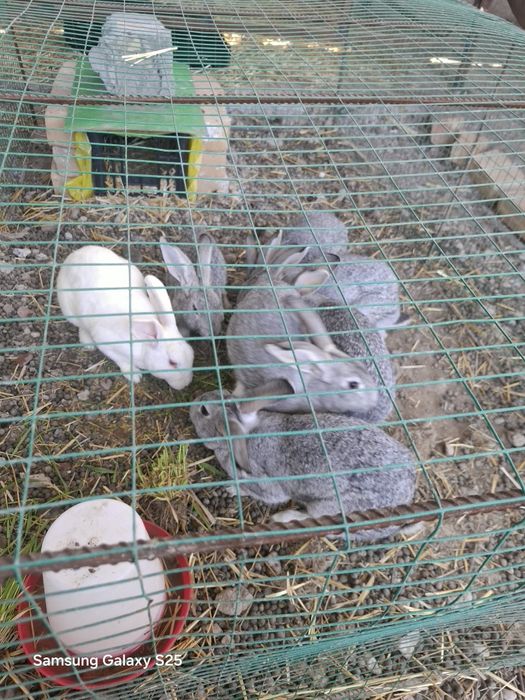 Продаются кролики дешево