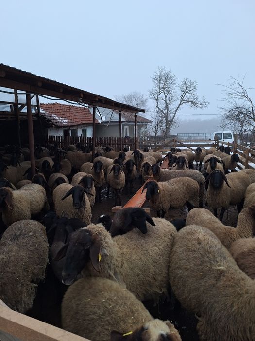 Vând oi bune de ținut fatate și nefatate
