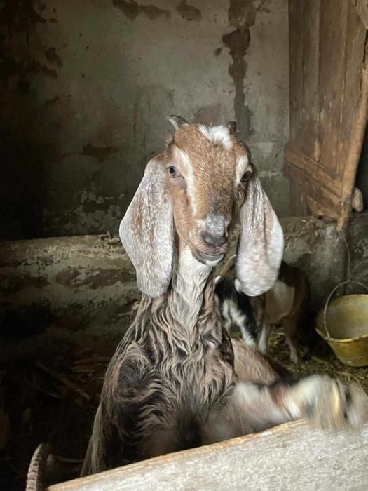 Vand Tap Anglonubian si Capre