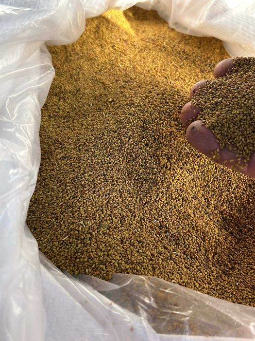 люцерново семе 2025