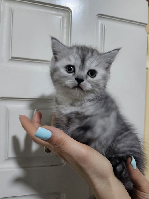 Котенок британец