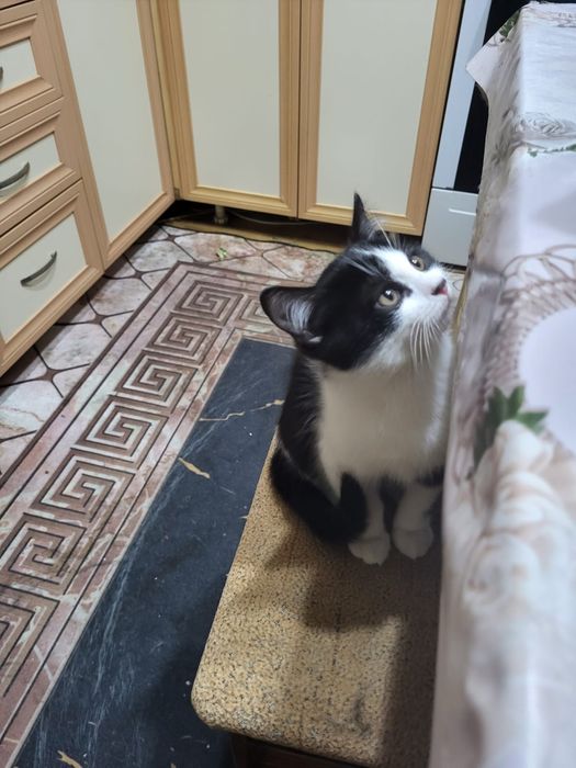 Отдаю хорошеньких котят