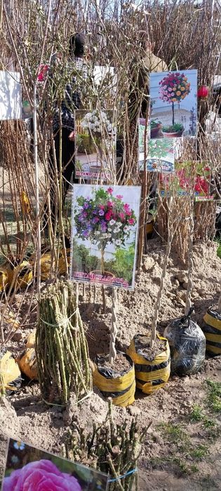 мекали кучатлар манзарали  кочатлар