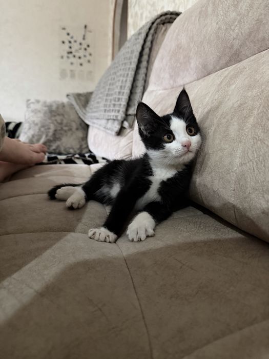 Котенок в добрые руки