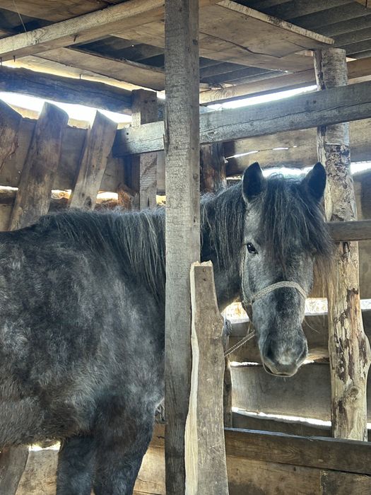 Продаётся байтал