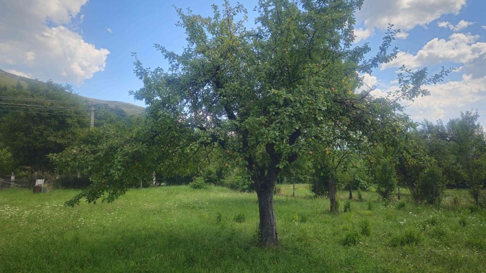 Teren de vanzare intravilan Bistra Muresului 4432mp - Vedere 4