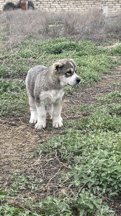 Алабай (ұрғашы) күшік сатылады