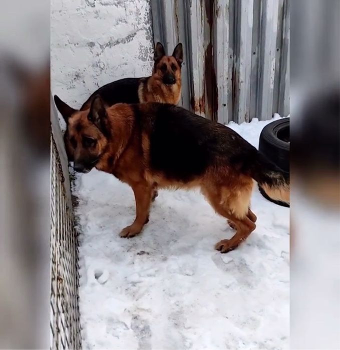 Щенки овчарки доставка до дома